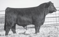 79 urphy Cattle Company High Regard 629 Birth Date: 02-18-2016 Bull Pending Tattoo: 629 YARDLEY IPSSIVE T371 YARDLEYHIGH GARD ISS YARDLEY T68 Dam: STEEL FORCE X BLACK JOKER BOOTPRINT DINERO F33 ISS