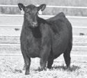 19 F iss 6309 - This impressive well-designed Insight daughter sells as Lot 132.