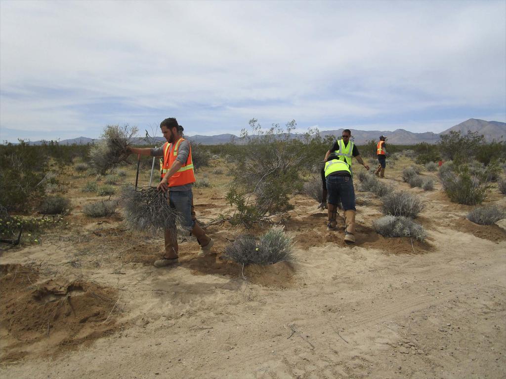 ON THE GROUND RESTORATION In 2018 Friends of Jawbone restored more public land in Eastern Kern County than