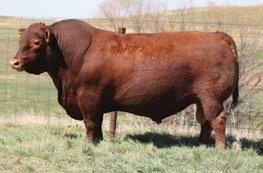 SVR 100P. Her mating with MRLA Upload 165E offers access to genetics not available on the open market.
