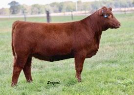 Red Six Mile Pride 66D (Right pic) was Champion Red Angus