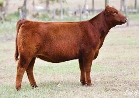 Hollinger Land & Cattle purchased 16X x GQ embryos in GF 2016.
