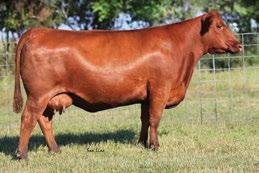 Her maternal sister was Champion Red Angus Female in Denver and Fort Worth for Christy Collins.