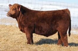 public auction sired by Deep Impact, Lot 1 from our 2017 Bull Sale to Crump Red Angus of
