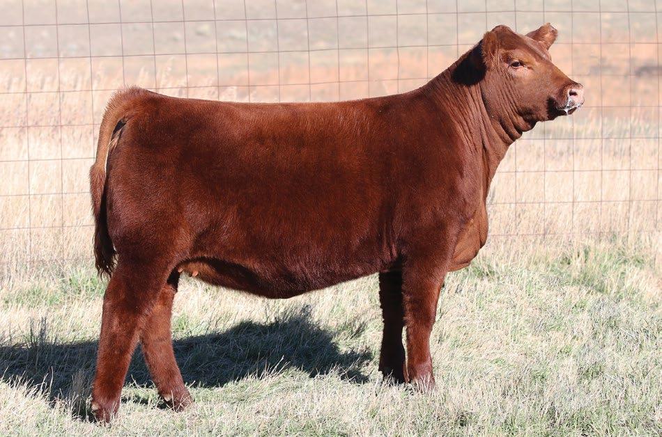 ALLIANCE 22U AMF NHF OSF MAF RED BAR-E-L HAMILEE 23H Lot 12a The world would be a better place if every herd had a female like this one.