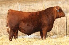And on the bottom side of her pedigree none other than Lakoto 35W, Game Face s ELITE dam.