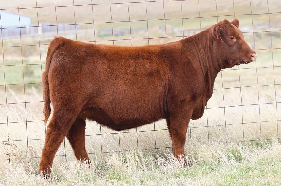KASSIE 209C RED U-2 JUSTIFIED 235Z BAR-E-L KASSIE 170A Lot 15b The youngest heifer calf in the sale and she keeps getting better with every day.