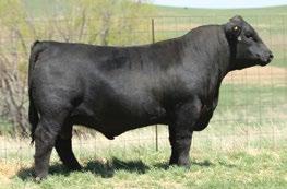 CAF NHF MVF HEATHER 158R Big and tanky with a stacked pedigree.