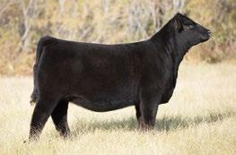 1573406 A proven combination of exciting Angus genetics.