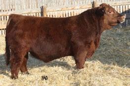 ANEXA 271Y RED 6 MILE FULL THROTTLE 171T OSF RED SIX MILE GLORIA 746W OSF MAF John Wick topped our 2018 Bull Sale to Niobrara Red Angus for $57,000 for 1/2 interest.