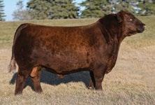 She stamps her females with a dark red color and a maternal, cowy look. Lot 24 is an exciting mating with the popular Power Take Off bull of Blair.Ag and L83 Ranch.