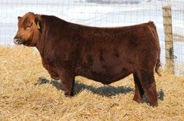 OSF MAF RED CROWFOOT RAMBLER 1038L RED YY TAFFETA 106L P.E. to Crump Powder River 7787 June 10 August 1 Vet estimate due April 1, 2019 One of the most ELITE females to sell this year of any breed.