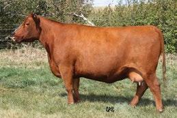 142B s maternal sister was selected as the Pick of the 2012 heifer calves by Christy Collins.