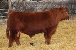 Her maternal brother highlighted our 2016 bull sale selling for $29,000 to Crimson Cattle Co.