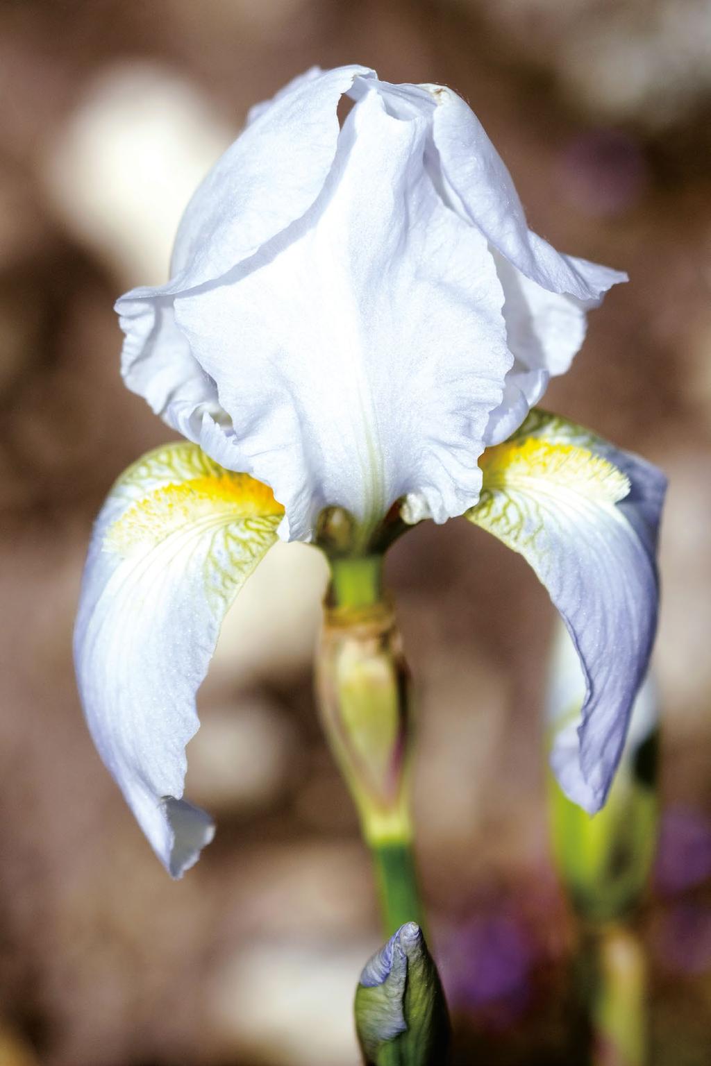 NAOLYS ACTIVE CELLS All Even Sweet iris Increasing skin density A STORY The sweet iris Iris pallida, Iridaceae A plant with a sacred fragrance As a sun plant, the sweet Iris grows naturally in South
