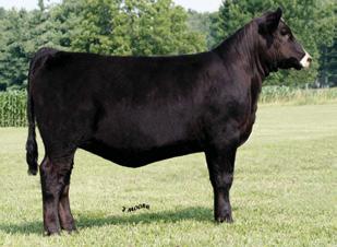 03 95 56 This is the only Meyer 734 daughter in our 2009-born offering, but she may be the highest quality we have offered to date.