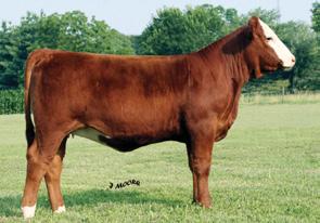 08 102 54 Reference DAM We look forward to seeing all of you on September 13th! 21 Harkers Wroxanne W127 ASA#2482821 Dbl. Polled Red Purebred Tattoo: W127 BD: 2-4-09 Adj.