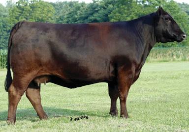 Dispersal Harkers Wryanne W119 These three full sisters are sired by 3C Roulette, best known for being the sire of Harkers Stars P117, the high-selling female of Deiter Brothers Dispersal Sale.