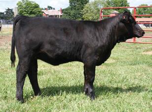 Breeder: Raisin Cain Cattle Co. 26 RCCC Supreme Betty W98D ASA#2485041 Dbl. Polled Black Blaze Purebred Tattoo: W98D BD: 2-2-09 Adj. BW: 75 ET 6 0.8 33 63 3 5 22 21 1.2.00.02.01.