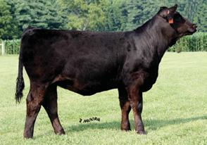 female with plenty of rib shape and thickness that she will need to be a very functional, easy keeping cow when you are done showing her.