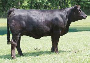 Field of Dreams Elite Bred Females Breeder: Raisin Cain Cattle Co. 40 RCCC Kay U497B ASA#2441581 Dbl. Polled Black Purebred Tattoo: U497B BD: 1-2-08 Adj. BW: 80 ET Adj. WW: 644 6 1.