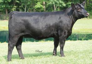 It will be easy to find this Montana Black daughter in the pens because she has one of the best combinations of body shape and mass with a smooth, sweet front end.