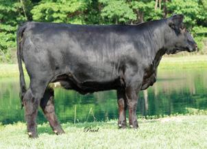 3 30 52 4 7 21 20 CW -6.3 YG.07 Marb.18 BF.04 REA.03 API 112 TI 62 53 Rew is a nice legged, good footed bred. She is deep enough flanked with plenty of rib.