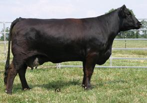 She is super cowy, functional and still attractive. With the 734 influence, she will make a great cow. A.I. Sire: JS Ring of Fire 23U on 4-21-09 Est. Plan Mating EPDs: 9-0.7 23 41 2 10 21 - CW -14.