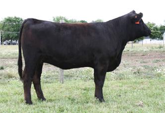 0 27 51 * 4 17 - SAFN COWTOWN 6L CIRCLE S HOSS 405N PF MISS PANAMA VISION 27G STF ACES HIGH G34 CIRCLE S MS ACES 142L 20 Tattoo: 856U This extremely powerful halfblood has longevity and maternal
