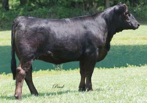 Breeder: Raisin Cain Cattle Co. 64 RCCC Spice U12A ASA#2474788 Dbl. Polled Black Purebred Tattoo: U12A BD: 2-21-08 BW: 72 A.I. Sire: Hooks Shear Force 38K on 4-9-09 Est. Plan Mating EPDs: 14-1.