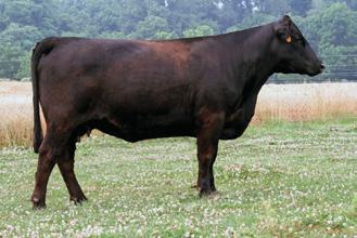 Her donor dam, 437L, has been the foundation of our strong maternal program that produces style, muscle and performance. The bulls have sold like hot cakes, and the females are just hot!