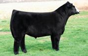 Polled Purebred Tattoo: R94 BD: 1-9-05 MEYERS RED TOP DRAKE MISS P39D DRAKE MISS P36 16-0.7 30 48 10 0 15 18-10.4.14.