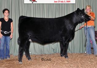AJSA National Classic Champion Simmental Heifer, Ring A&B, 2009 Ohio AGR Scarlet & Gray Res.