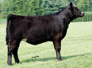 Maple Lane Forever Lady Cow Family REF Maple Lane Forever Lady ASA#2317762 Purebred Angus Tattoo: 1030 BD: 2-13-01 Adj.