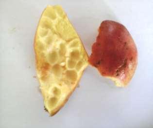 The fruit peels were separated