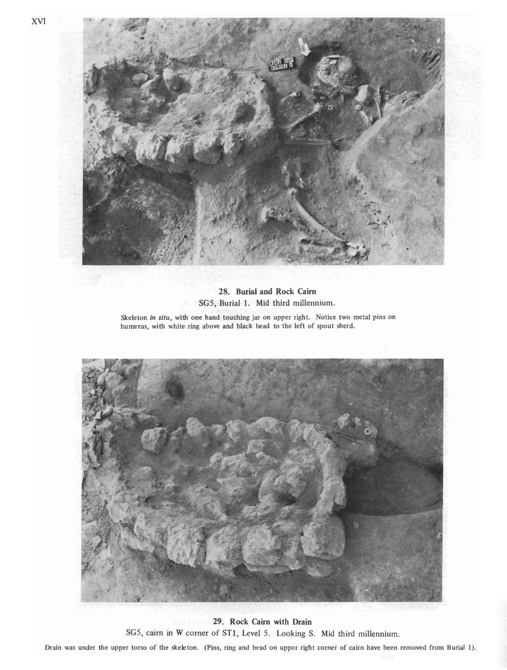 XVI 28. Burial and Rock Cairn SG5, Burial 1. Mid third millennium. Skeleton in situ, with one hand touching jar on upper right.