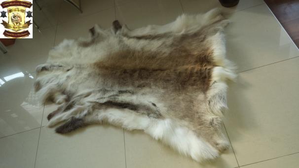 15. Decorative hides of Scandinavian reindeer : A decorative hide of the Scandinavian reindeer is a genuine one, ideal for
