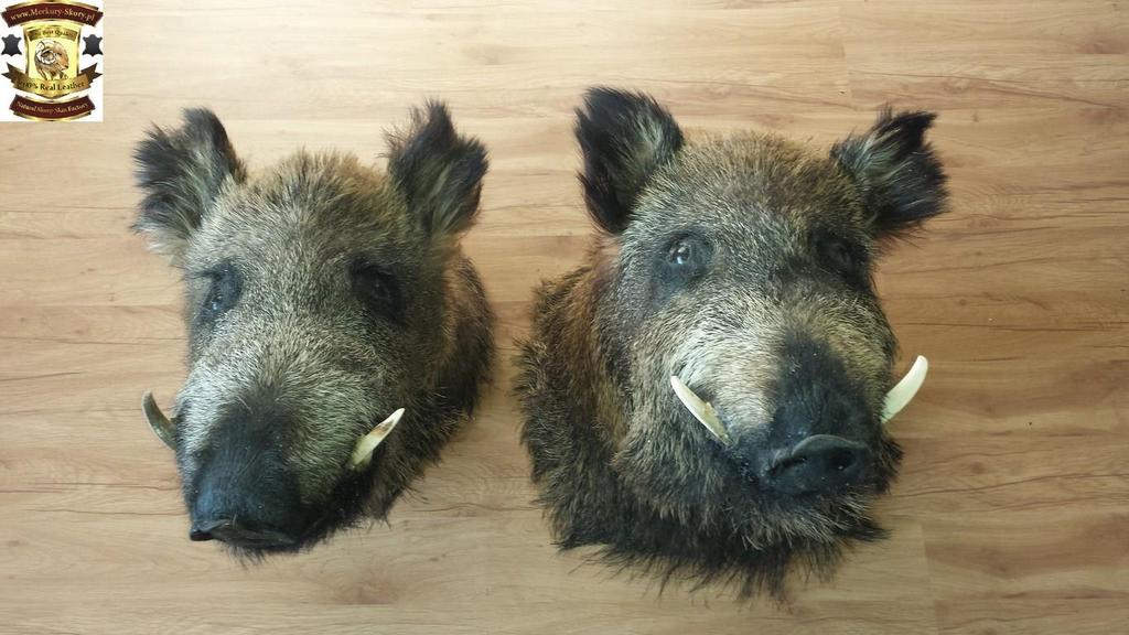 Wild boar head : Head with wild boar price 75 euro 23.