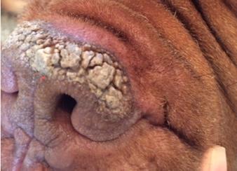Cracks can develop resulting in infection, and it can be quite uncomfortable for your pet.