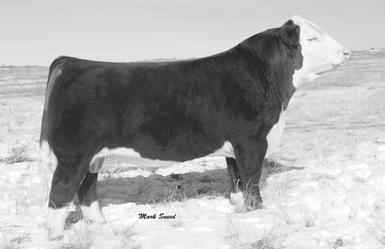 ***DON T MISS THIS RARE OPPERTUNITY*** CHOICE Embryos 33A & 33B THREE (3) IVF SEXED FEMALE #1 EMBRYOS Selling Choice of CRR About Time 743 or Boyd 31Z Blueprint 6153 Embryos: Baby 801 was purchased