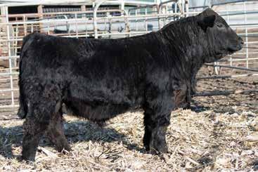 Four Sons of Halls Be Steel My Heart... 8 19 Gonsior New Order F53 F52 Dbl. Black Dbl. Polled Purebred Bull 12 -.3 67 102.22 6 26 59 12 7.8 26.7 -.39 -.04 -.085.