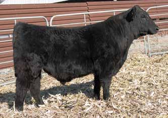 YEARLING BULLS 36 37 Gonsior/BSC Primo Dinero F050 Dbl. Black Dbl. Polled 1/2 SM 1/2 AN Star Bull 11 2.1 72 108.23 8 16 52 12 10.4 14.3 -.12.23 -.021.31 113 69 #3533610 Tattoo: F050 BD: 2-21-18 Act.