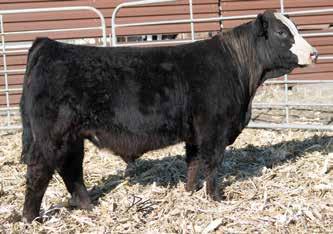 A striking blaze faced bull with style, sound structure, great hair, and THE LOOK! Gotta appreciated his softness and ability to move. Sister s have been high sellers. Offered by Two Rivers Livestock.