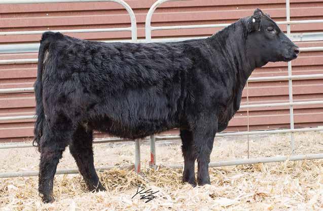 Gonsior Perfect Mile B3, Dam Colburn Primo 5153, Sire 18 54 Gonsior/BC Perfect Primo FB3 Dbl. Black Dbl. Polled 1/2 SM 1/2 AN Female 11 2.1 72 108.23 8 16 52 12 10.4 22.0 -.12.27 -.024.