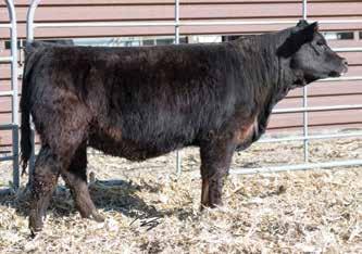 Perfect Mile raised a powerful bull calf last year, and her group of ET s this year was solid from top to bottom. From the Perfection cow family. Offered with Buehler Show Cattle.
