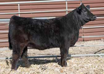 She s the only CCR Payday selling, but won t be our last. A real soft-made cow prospect. Top 15% growth EPDs. Unforgetable 9A cow family.