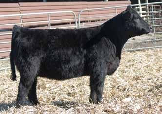 This line makes great cows, and the baldy face and style adds to the intrigue. Elm-Mound LD D340 Gonsior Chrissy C37 Gonsior/GS Felicia F35 Dbl. Black Dbl. Polled Purebred Female 8 2.5 65 92.