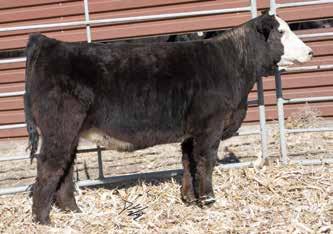 X334 is one of our favorites, from the famous Empriss cow family. Cow families make the difference. She started small and grew fast, with ratios of 107 and 105. One of my top choices on the sale.
