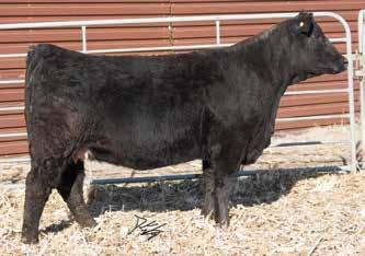80 128 69 Pasture Sire: Gons/TBSF Executive Pwr Dates: 6-20 to 8-10-18 Rockin H Ms. Ebrill E80 Homo. Black Homo. Polled Purebred Female 12.9 65 102.24 7 21 54 17 15.0 28.7 -.40.17 -.080.