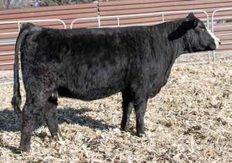 64 143 76 Pasture Sire: Gons/TBSF Executive Pwr Dates: 6-25 to 8-10-18 J Bar J Nightride 225Z, AI Sire 90 Gonsior Emilia E25 Dbl. Black Dbl. Polled Purebred Female 11 1.4 63 96.21 5 26 58 15 10.2 29.